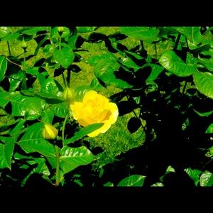 Meet your Posher, Jackqueline